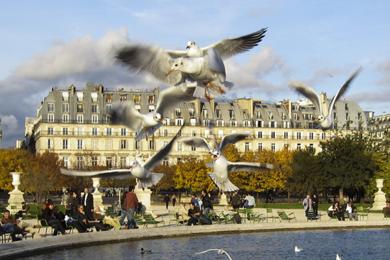 vogels-parijs vogels-parijs