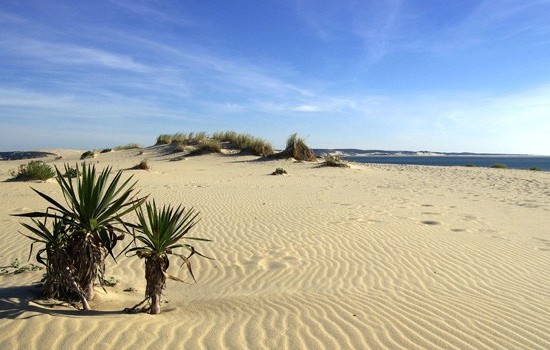 cap-ferret cap-ferret